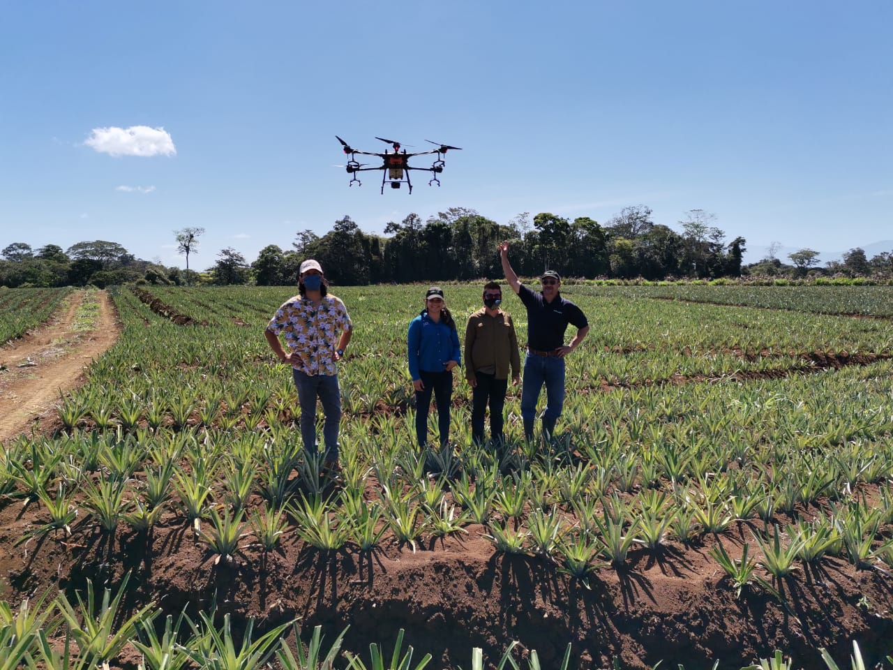 4 innovation trends in the banana and pineapple industry